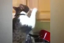 "Siêu trộm" mèo mở tủ bếp lấy bim bim gây "bão mạng"