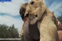 Tình bạn kỳ diệu khó tin giữa người và sư tử