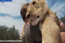 Tình bạn kỳ diệu khó tin giữa người và sư tử