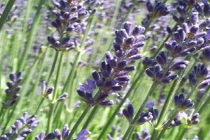 8 loại cây đặt trong phòng giúp tăng cường giấc ngủ ngon