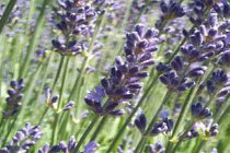 8 loại cây đặt trong phòng giúp tăng cường giấc ngủ ngon