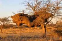 Chiêm ngưỡng tổ chim khổng lồ chưa từng thấy