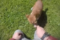 Cười ngất xem màn ảo thuật đánh lừa chó siêu hài