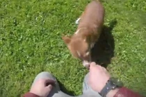 Cười ngất xem màn ảo thuật đánh lừa chó siêu hài