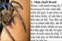 10 loài nhện độc nhất thế giới