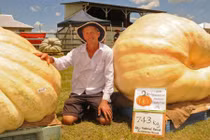 Kinh ngạc quả bí ngô khổng lồ nặng hơn 700kg