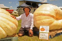 Kinh ngạc quả bí ngô khổng lồ nặng hơn 700kg