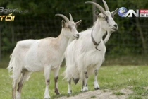 Tận mục thú thuê dê chơi Tết cực độc năm Ất Mùi