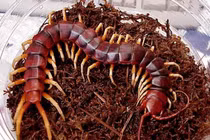 Nổi da gà xem cảnh cho rết ăn