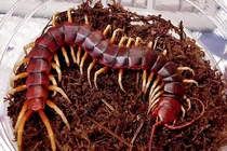 Nổi da gà xem cảnh cho rết ăn