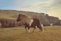 Chú ngựa vừa béo, vừa lùn biết nhảy như... vũ công