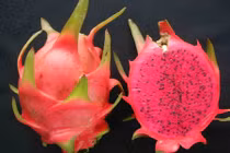 Bất ngờ với công dụng thần kỳ của thanh long ruột đỏ