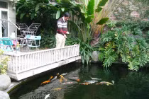 Câu chuyện của "dân chơi cá cảnh điên rồ" 