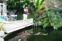 Câu chuyện của "dân chơi cá cảnh điên rồ" 