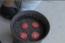 Để 4 lát cà chua vào chậu đất, bất ngờ với kết quả sau 10 ngày 