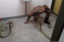 Lính cứu hỏa trêu chọc, hôn rắn hổ mang chúa khủng