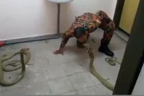 Lính cứu hỏa trêu chọc, hôn rắn hổ mang chúa khủng