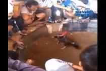 Xâm nhập trường gà đá độ lớn nhất xứ Nghệ