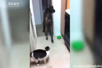 Hài hước chó sợ mèo không dám đi qua
