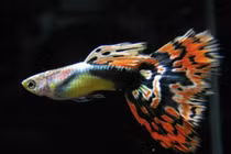 Cá nguy hiểm nhất thế giới hút dân chơi Việt