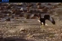 Chim ưng săn "rồng" ngoạn mục trên đảo hoang