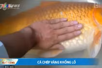 Câu được cá chép vàng khổng lồ ở Lâm Đồng