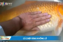 Câu được cá chép vàng khổng lồ ở Lâm Đồng