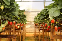 Sôi sục mua dâu tây Đà Lạt làm... quà Valentine