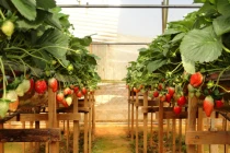 Sôi sục mua dâu tây Đà Lạt làm... quà Valentine