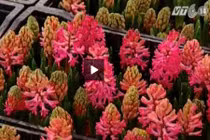 Chiêm ngưỡng nhiều loài hoa lạ tại hội chợ hoa Tết 2015