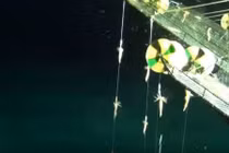 Xem máy câu mực tự động thu hàng tấn mực mỗi đêm