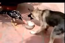 Điều gì xảy ra khi gà chọi và chó tranh giành thức ăn?