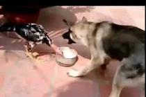 Điều gì xảy ra khi gà chọi và chó tranh giành thức ăn?