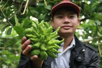 Dân Hà Nội trồng phật thủ: Người thu tiền tỷ, kẻ đổ nợ