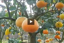 Vườn cây với 9 loại quả khác nhau độc nhất Hà Nội