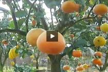 Vườn cây với 9 loại quả khác nhau độc nhất Hà Nội