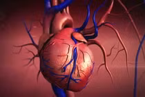 Trái tim của chúng ta hoạt động như thế nào?