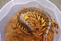 Thú độc, giá bèo rao bán ngập mạng