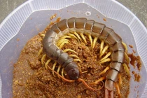 Thú độc, giá bèo rao bán ngập mạng