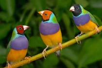 Thú chơi chim 7 màu tiền triệu