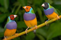 Thú chơi chim 7 màu tiền triệu