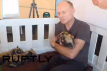 Ăn ngủ cùng heo ở quán cà phê độc nhất vô nhị