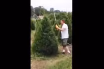 Tỉa cây bằng kiếm theo phong cách võ sĩ Samurai