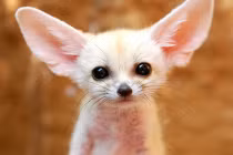 Thú cưng nhập ngoại giá ngất ngưởng ở Việt Nam