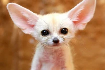 Thú cưng nhập ngoại giá ngất ngưởng ở Việt Nam