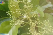 Lá Cách - món ăn vị thuốc hữu hiệu