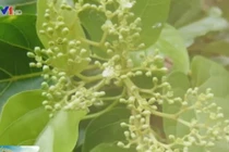 Lá Cách - món ăn vị thuốc hữu hiệu