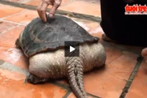 Phát hiện rùa lạ mọc đuôi như cá sấu ở Việt Nam