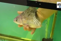 Kinh ngạc xem chú cá còn nửa thân vẫn sống suốt 6 tháng