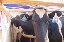 Những bí mật về đàn bò số 1 VN của bầu Đức